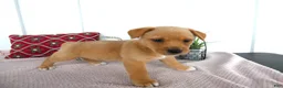 Chorkie dogs for sale: Chorkie 1 Woody - Ad 1