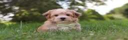 Morkie dogs for sale: Zoe - Ad 8