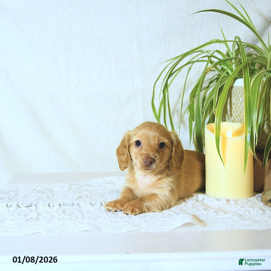 Miniature Dachshund dogs for sale: Conrad - Ad 4