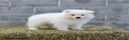 Samoyed dogs for sale: Nordica - Ad 2