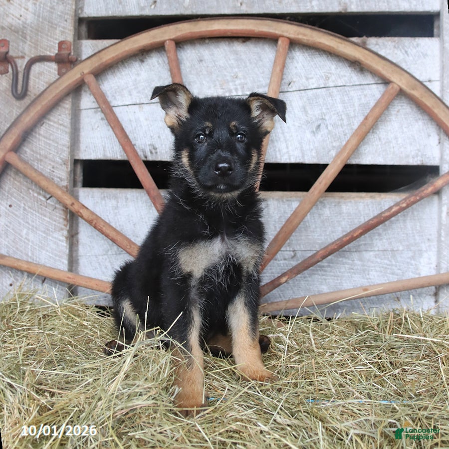 German Shepherd dogs Dutchess - Ad 1