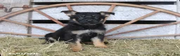 German Shepherd dogs for sale: Dutchess - Ad 1