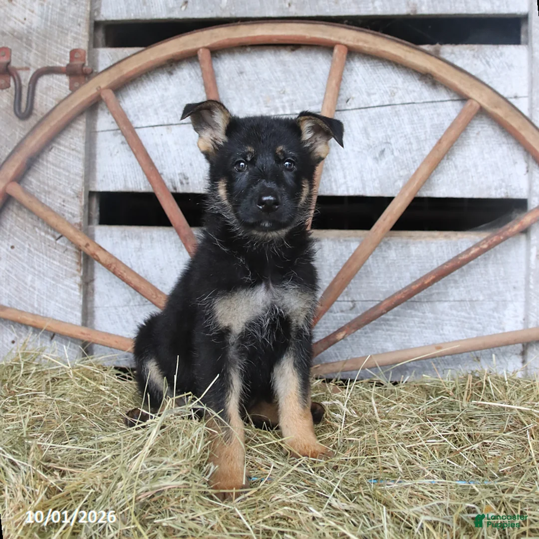 German Shepherd dogs for sale: Dutchess - Ad 1