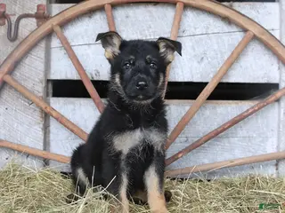 German Shepherd dogs Dutchess - Ad 1