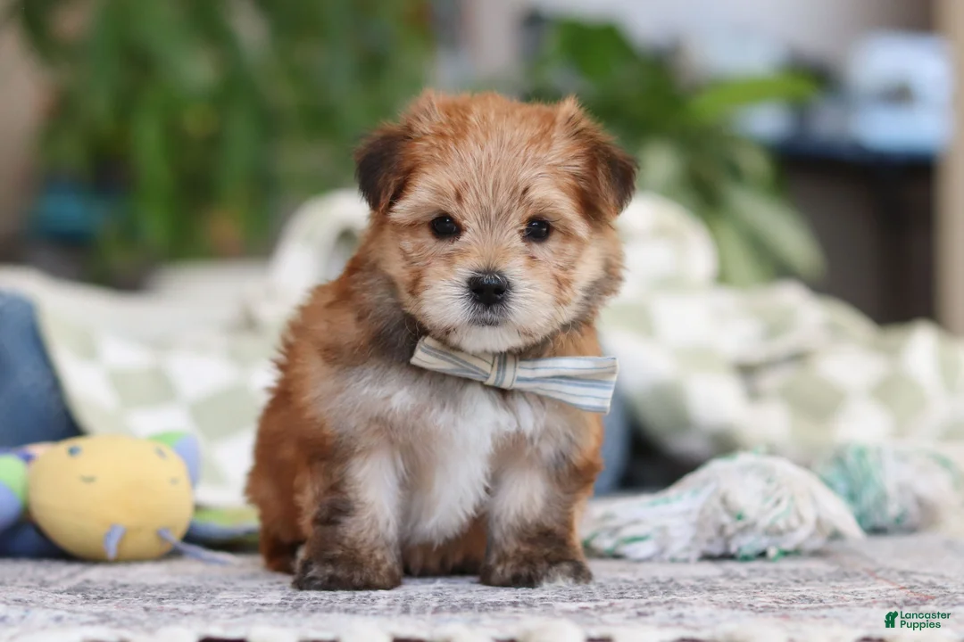 Morkie dogs for sale: Taylor - Ad 2