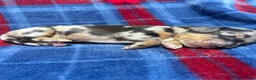 Dachshund dogs for sale: Dachshund 2 - Ad 4