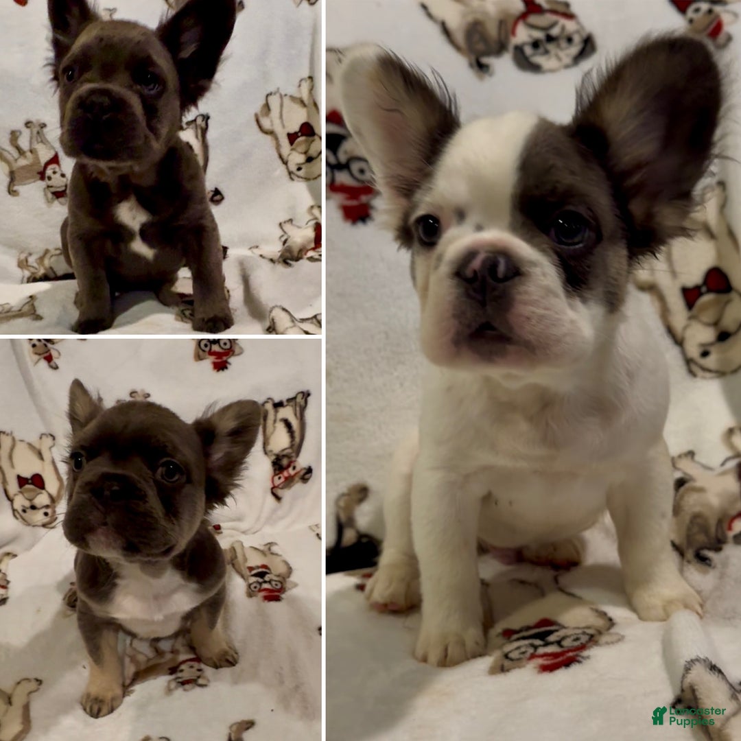 French Bulldog dogs for sale: French Bulldog Puppy 2 - Ad 3
