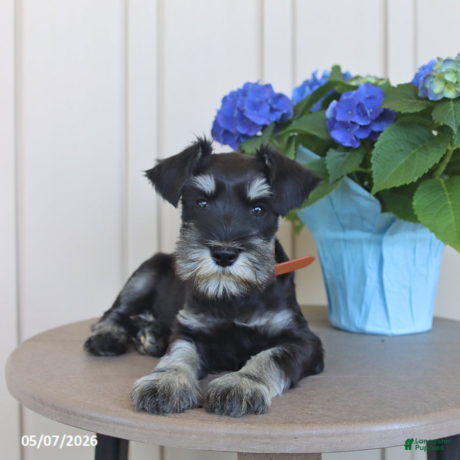 Miniature Schnauzer dogs Jefferson - Ad 2