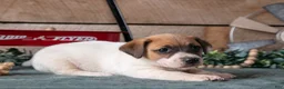 Jack Russell Terrier dogs for sale: Pepper - Ad 2