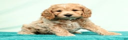 Cockapoo dogs for sale: Nick - Ad 3