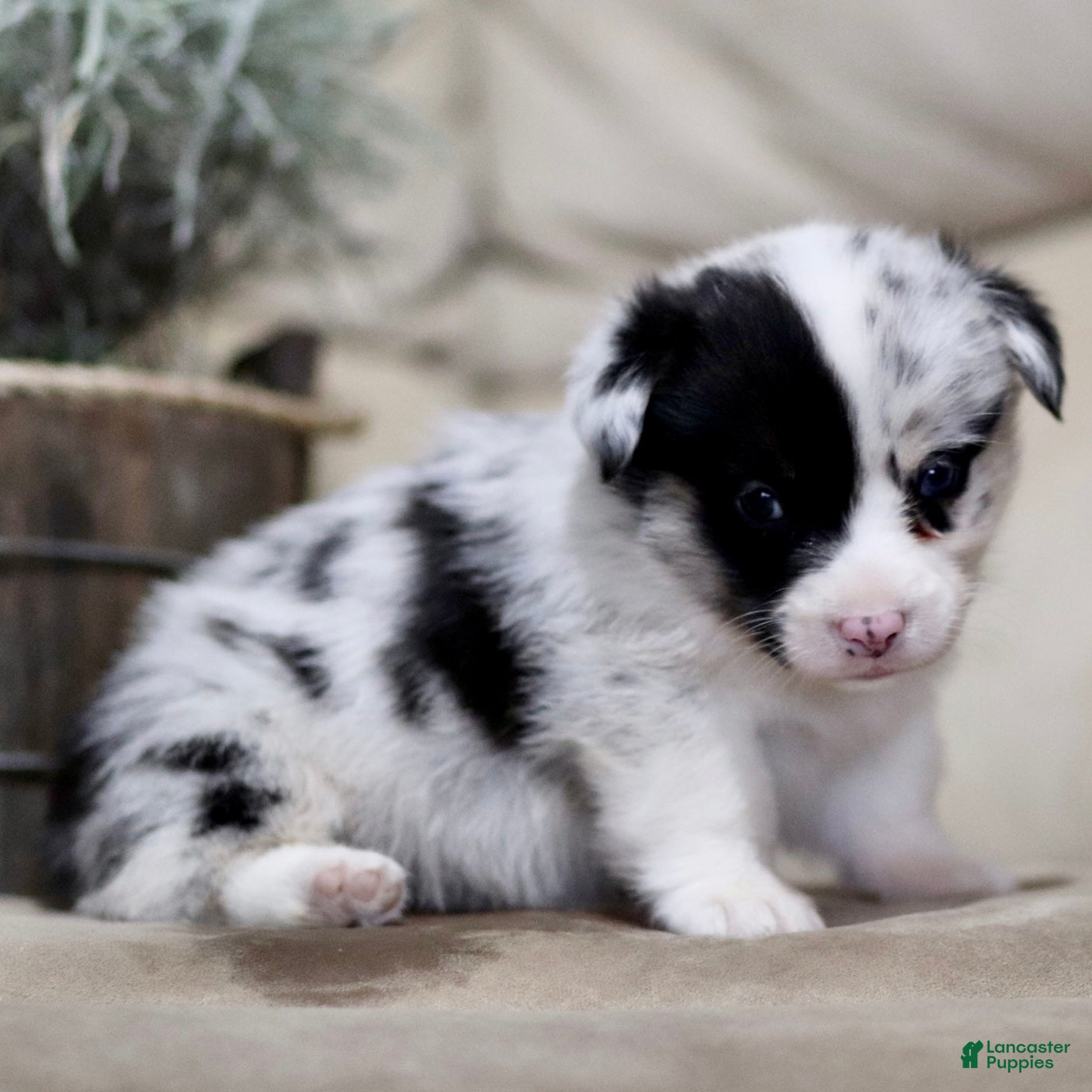 American Corgi dogs Jackson - Ad 2