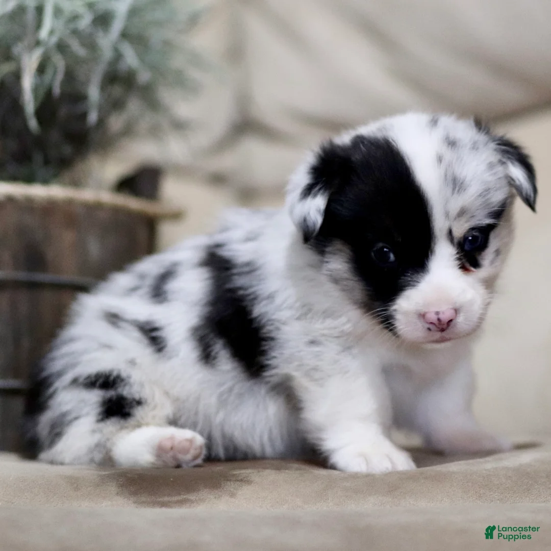 American Corgi dogs for sale: Jackson - Ad 2