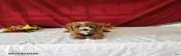 Mini Goldendoodle dogs for sale: Rusty - Ad 2