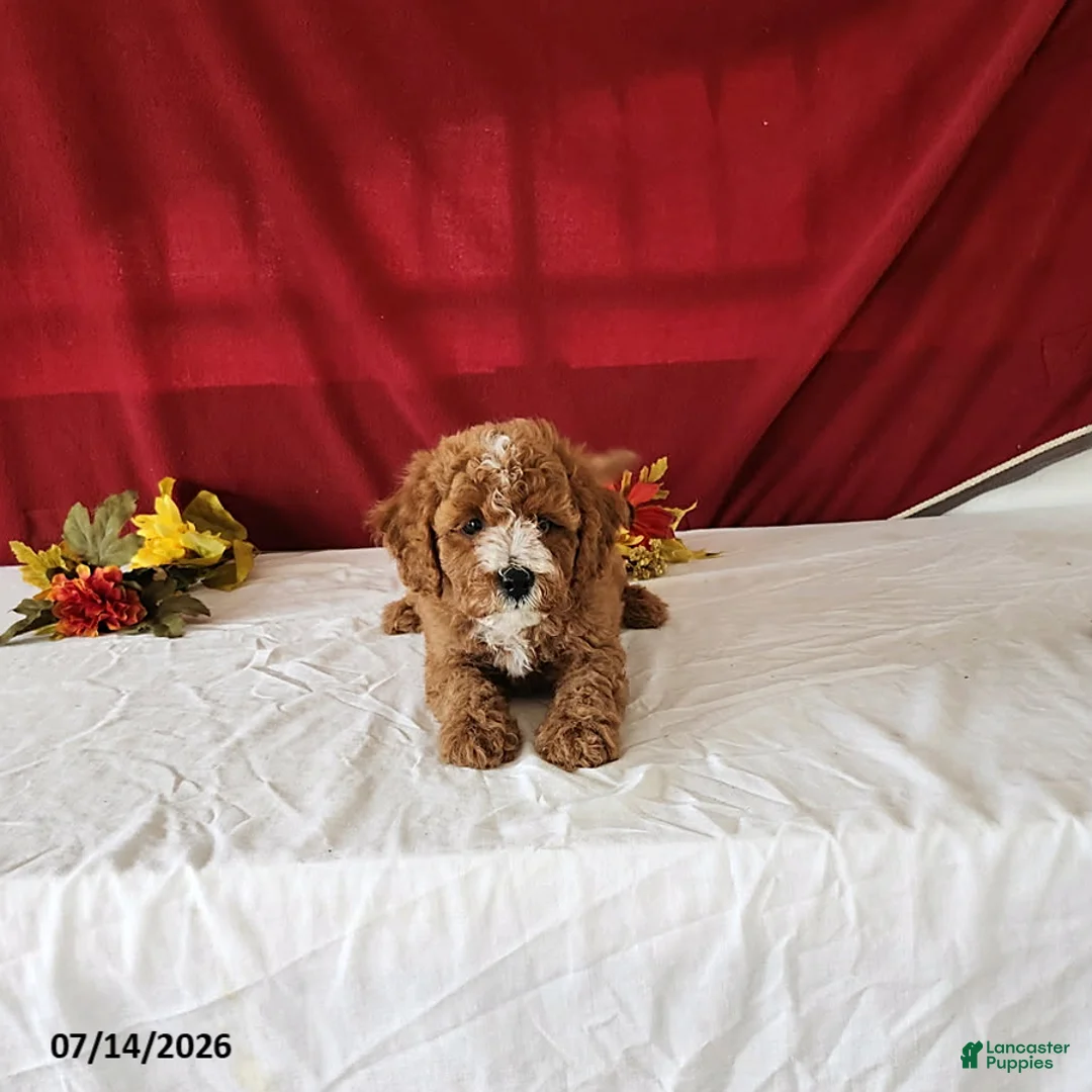 Mini Goldendoodle dogs for sale: Rusty - Ad 2