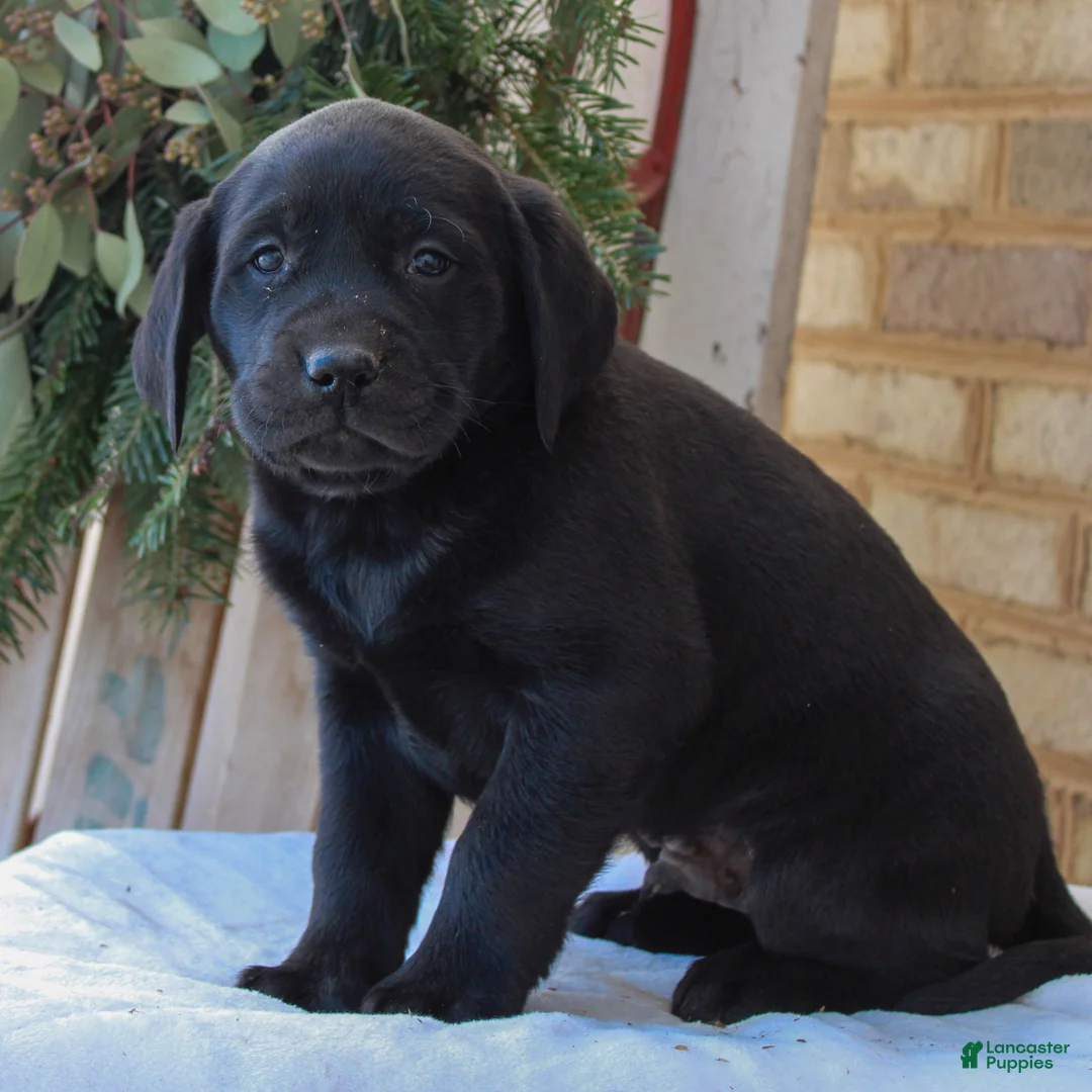 Labrador Retriever dogs for sale: Baxter  - Ad 3