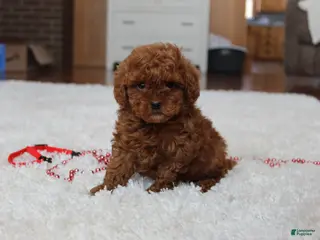 Toy Poodle dogs Tiny Asher - Ad 29