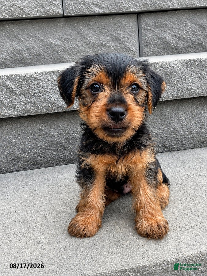 Yorkshire Terrier dogs Snoppy - Ad 1