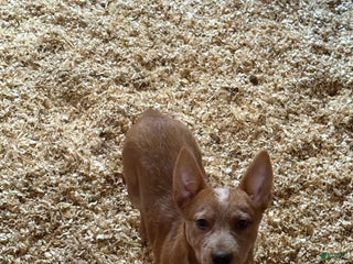 Australian Cattle Dog dogs Haven - Ad 28