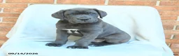 Cane Corso dogs for sale: Duke - Ad 5