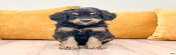 Mini Bernedoodle dogs for sale: Honey - New Video - Ad 4