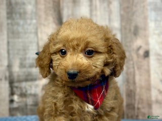 Mini Bernedoodle dogs Girl Robbin - 5113 - Ad 26