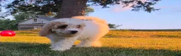 Cavapoo dogs for sale: Cardamom  - Ad 15