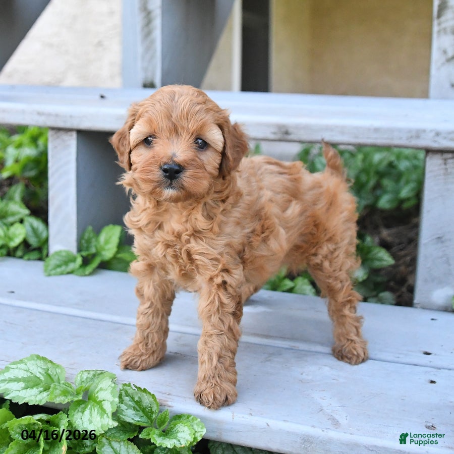 Cavapoo dogs Prince   - Ad 1