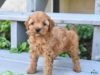 Cavapoo dogs for sale: Prince - Ad 1