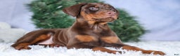 Doberman Pinscher dogs for sale: TRIXIE - Ad 8