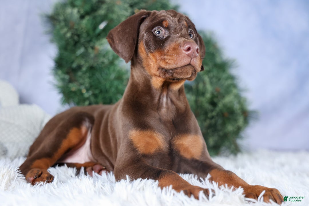 Doberman Pinscher dogs for sale: TRIXIE - Ad 8