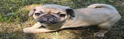 Pug dogs for sale: Don - Ad 2