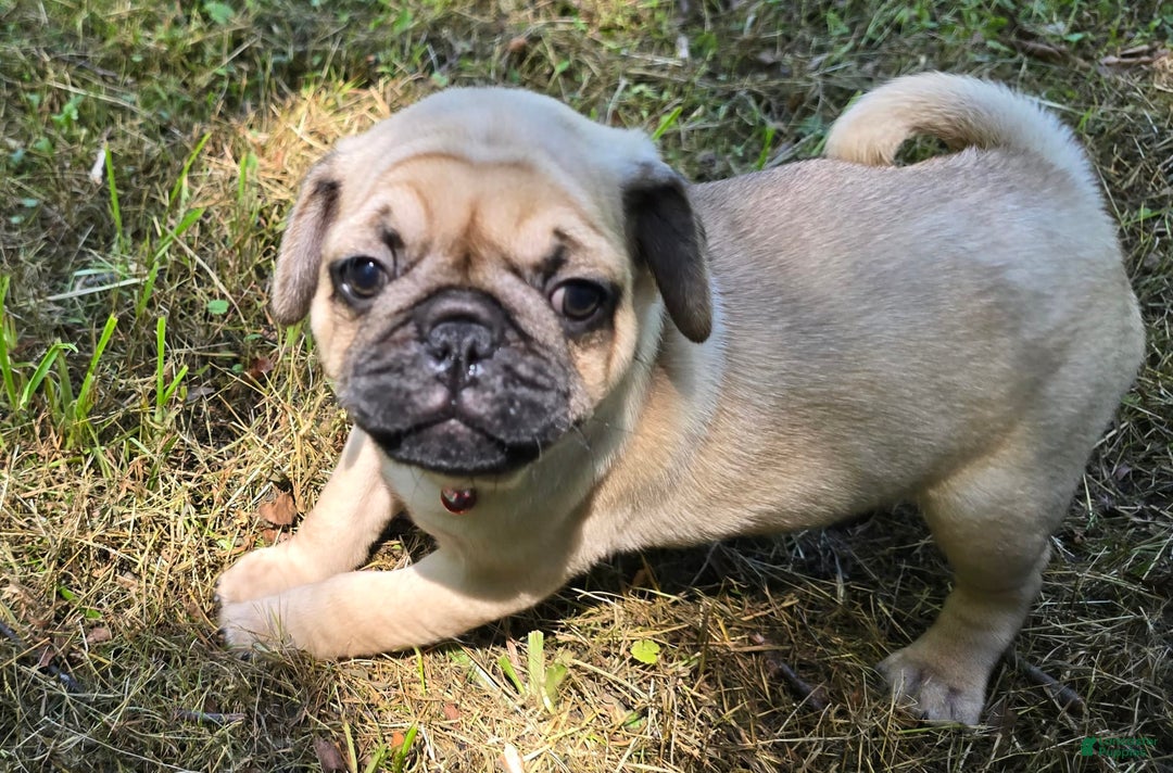 Pug dogs for sale: Don - Ad 2