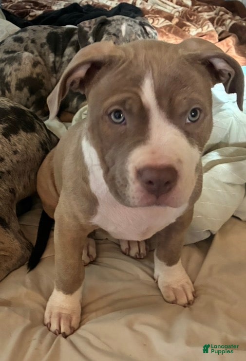 American Bully dogs Effie - Ad 2