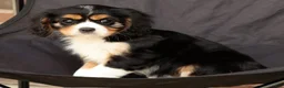 Cavalier King Charles Spaniel dogs for sale: Sophie - Ad 7
