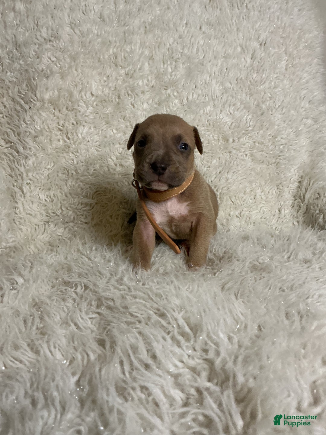 American Bully dogs for sale: Dirty Dan - Ad 6