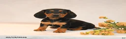 Miniature Dachshund dogs for sale: Olivia - Ad 1