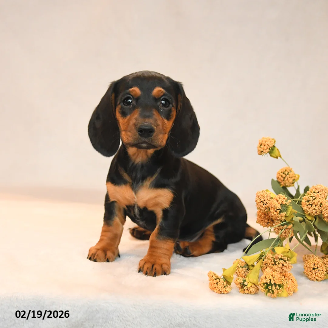 Miniature Dachshund dogs for sale: Olivia - Ad 1