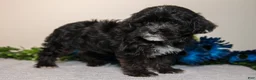 Yorkiepoo dogs for sale: Darcy - Ad 3