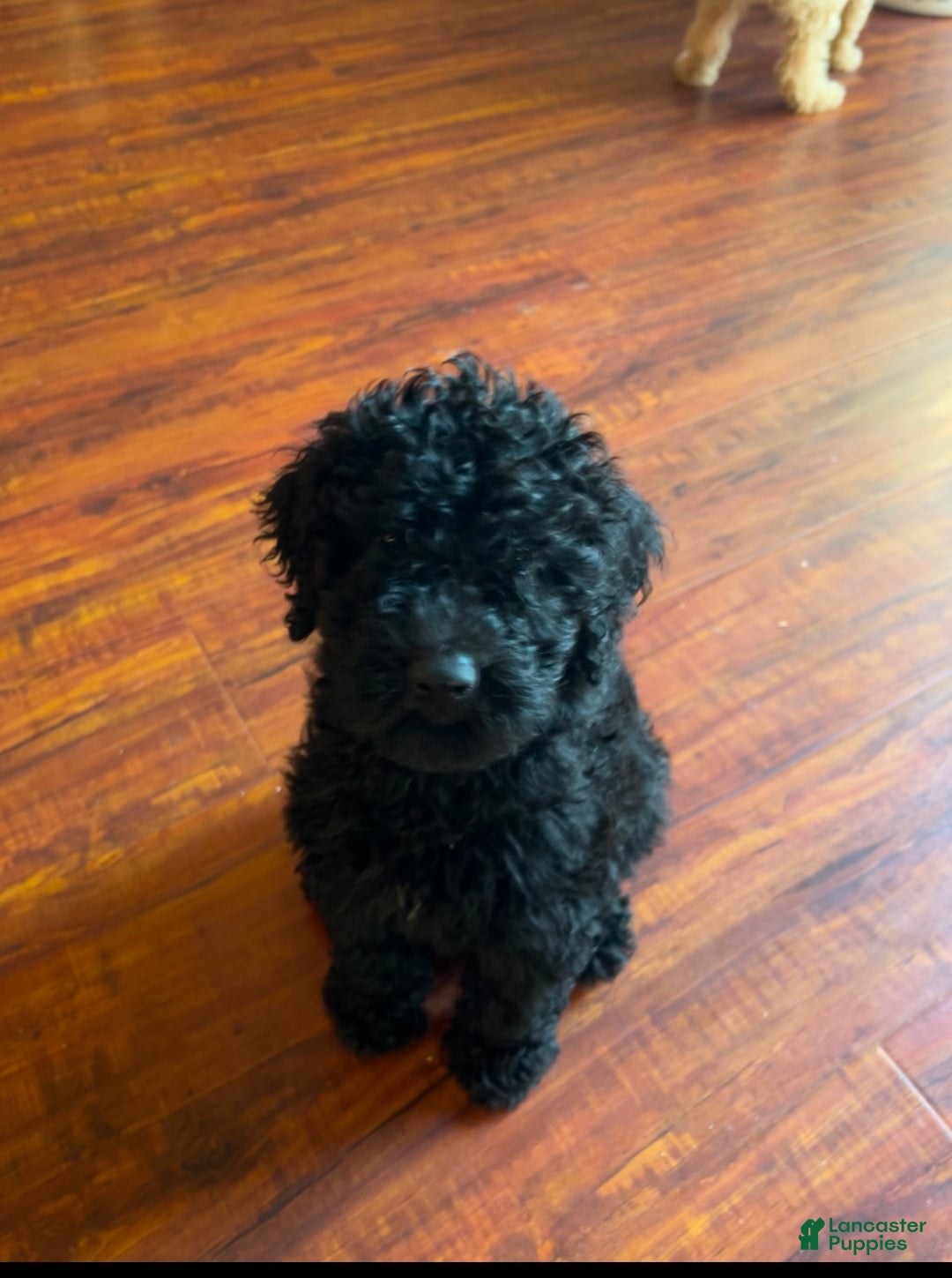 Goldendoodle dogs for sale: Goldendoodle Puppy 1 - Ad 2