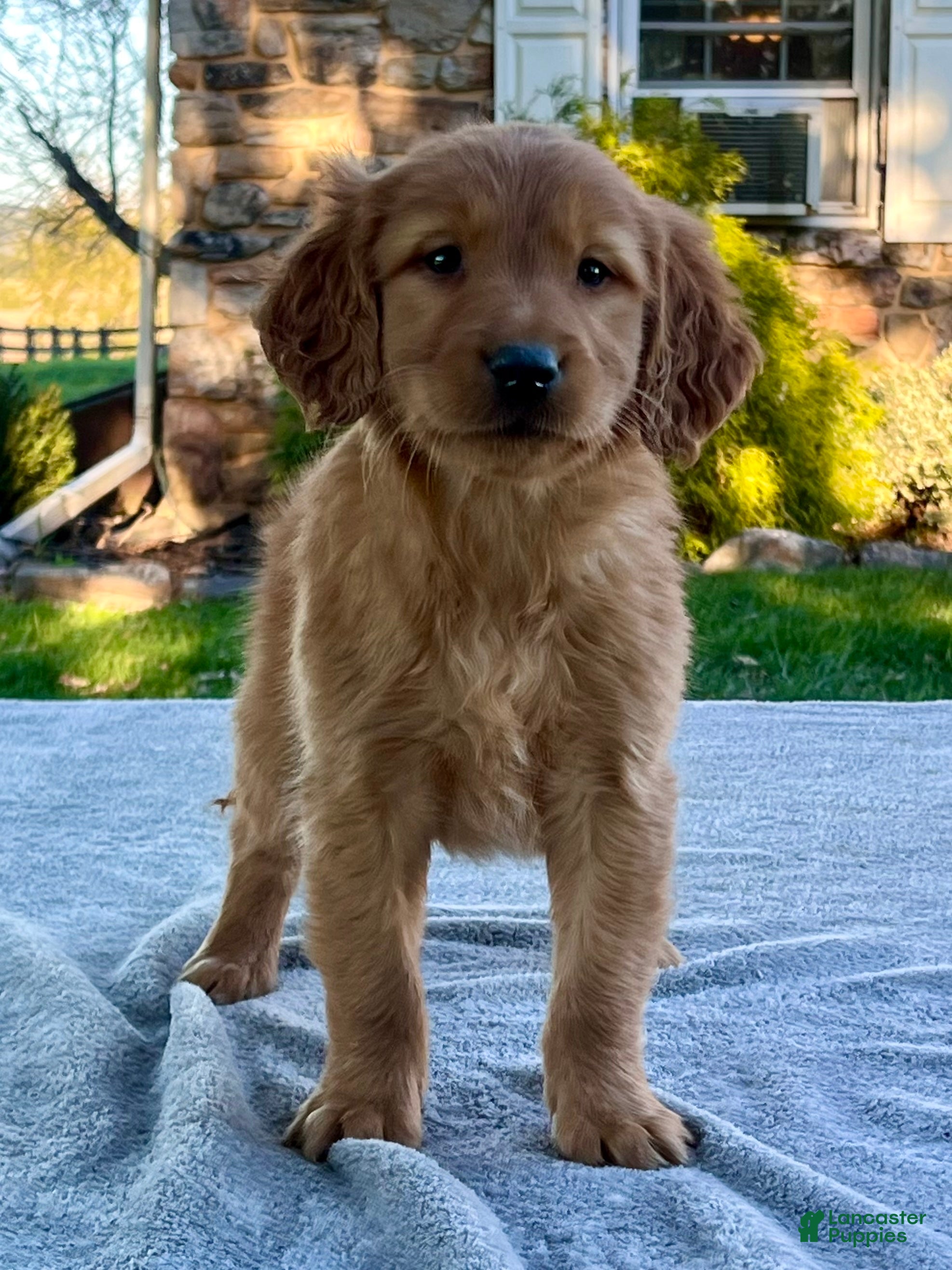 Golden Retriever dogs Leo - Ad 1