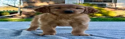Golden Retriever dogs for sale: Leo - Ad 1