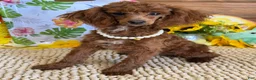 Toy Poodle dogs for sale: Lottie - Ad 3