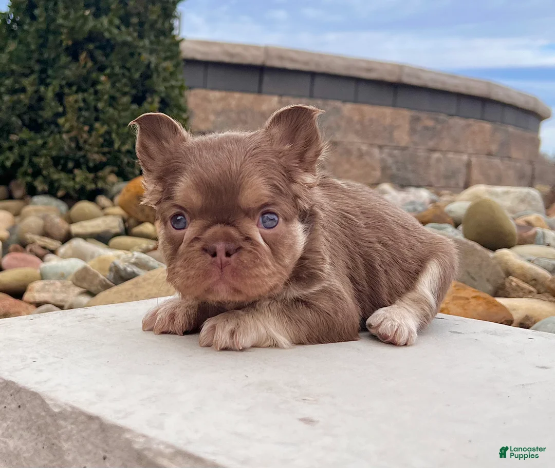 French Bulldog dogs for sale: Kayla - Ad 2