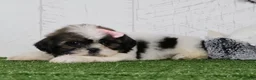 Shih Tzu dogs for sale: Dolly - Ad 5