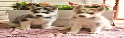 Siberian Husky dogs for sale: Snickers - Ad 5
