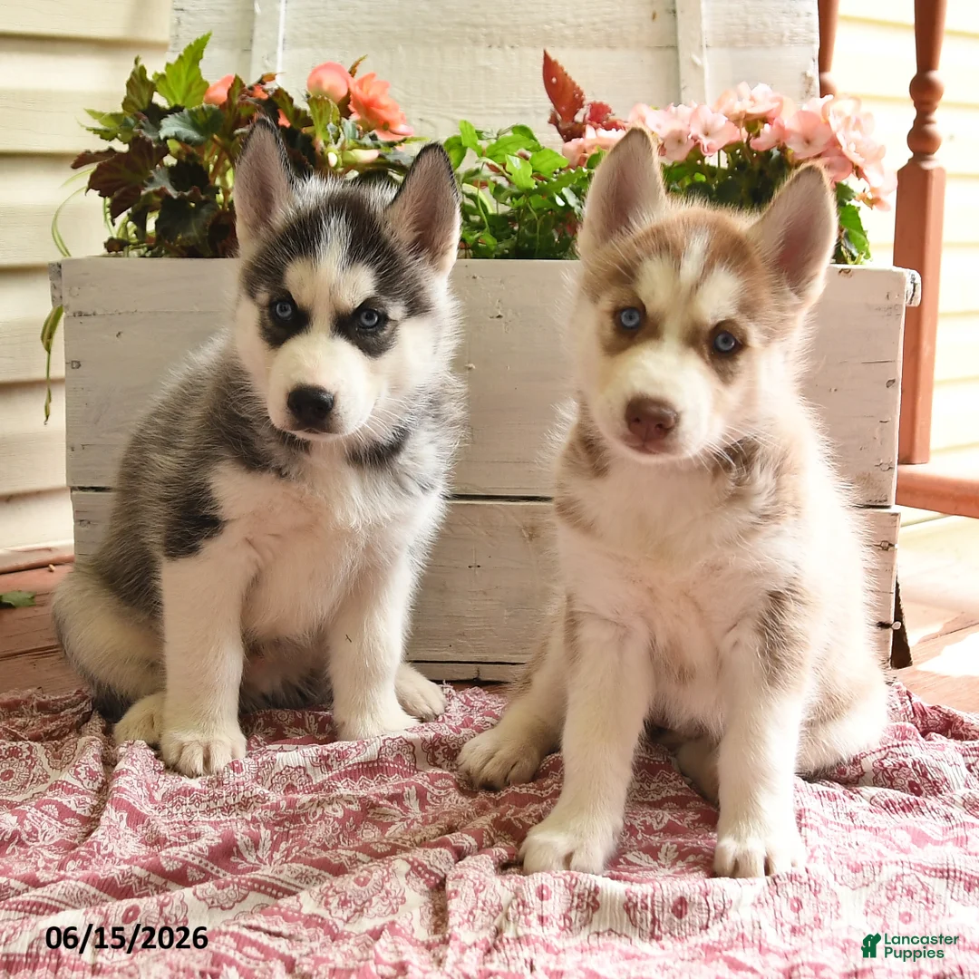 Siberian Husky dogs for sale: Snickers - Ad 5