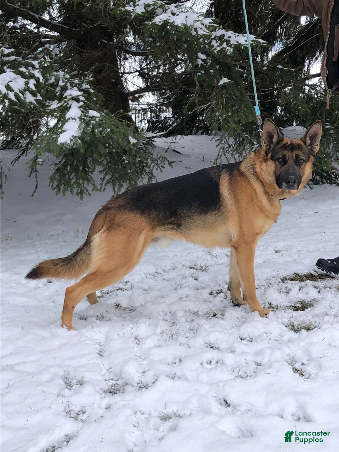 German Shepherd dogs for sale: Tammy - Ad 4