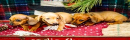 Miniature Dachshund dogs for sale: Tucker - Ad 12