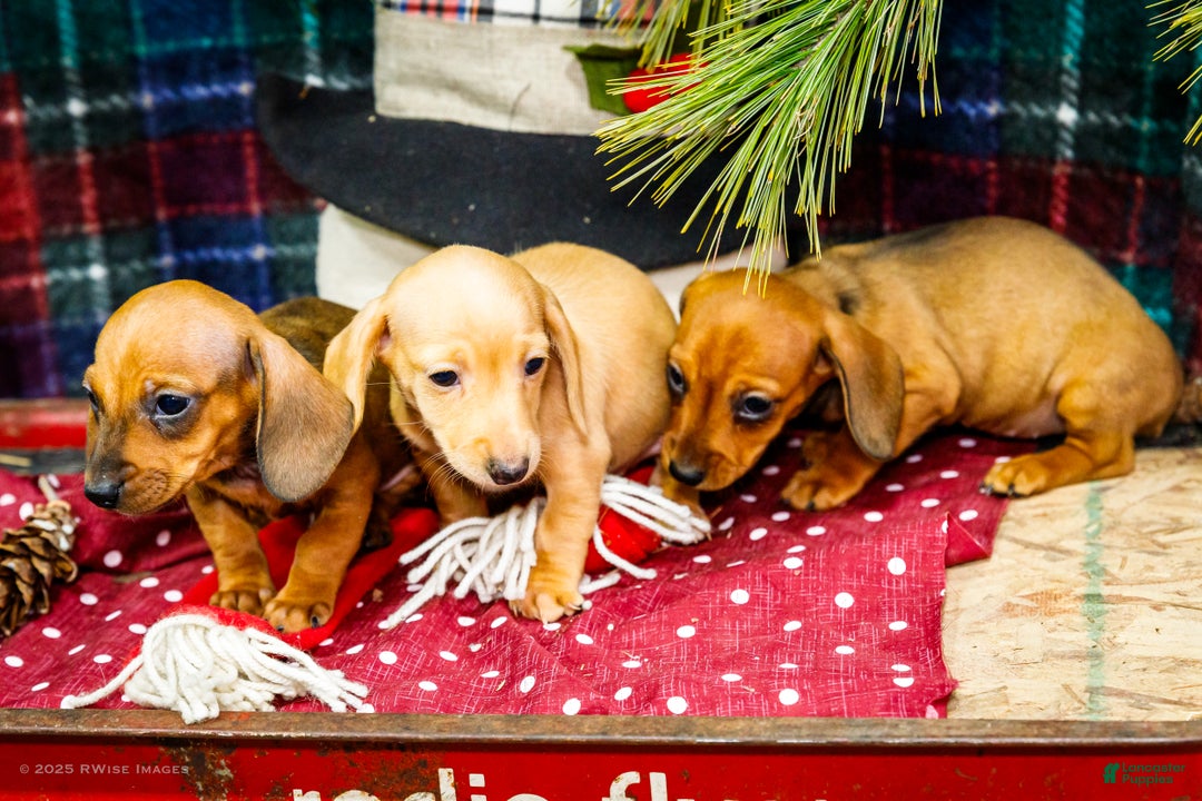 Miniature Dachshund dogs for sale: Tucker - Ad 12