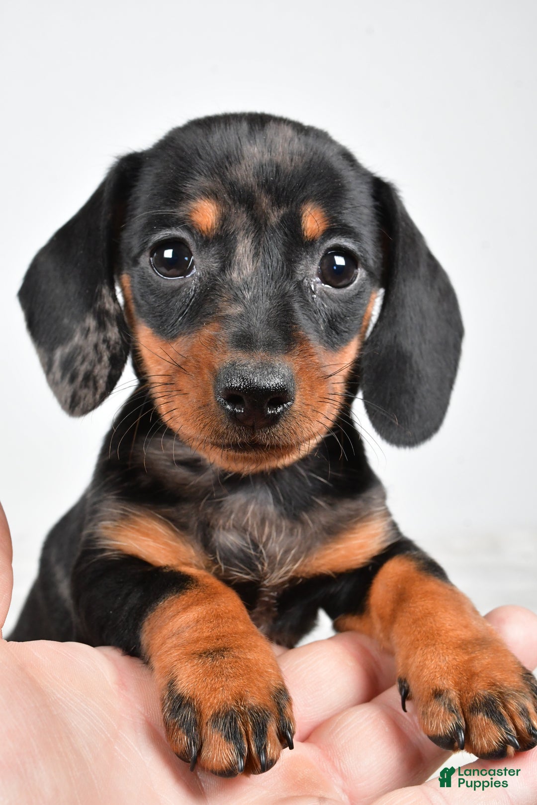 Miniature Dachshund dogs for sale: Cassandra - Ad 9